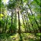 Woods