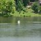 Green Mountain Lake; swan airborne after a long take off run