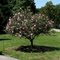 Rose of Sharon Tree