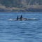 Whales