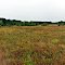 Buffalo River Trail Prairies State Natural Area