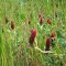 Crimson & Clover, Over & Over