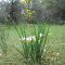 Wild Iris & Scotch Broom