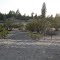 Diggings at Jackass Flats