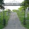 Shattuck's Grove Cemetery