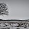 Lonely Tree