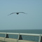 Brown Pelican hovering Causeway