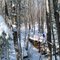 Bridge on the Chassell Ski Trails