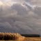 Golden Corn and Dark Sky