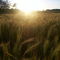 Kansas Wheat