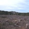 Sparrow Park clearcut