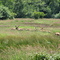 Herd of Elk traveling amongst the grassland