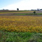 Autumn Field