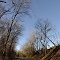 VIRGINIA: ISLE OF WIGHT COUNTY: ZUNI: view up Thomas Woods Trail vertical