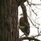Eagle Watch Pose