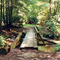 Footbridge on the Appalachian Trail