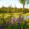 Summer in AK