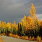 Fall Color!