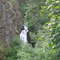 Thunderbird Falls (~200')