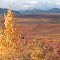 Herbststimmung near Denali NP