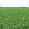 Soy Fields in Urbana, IL
