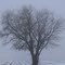 Foggy winter morning near Sidney, IL