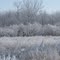Winter 2010 near Homer Lake, IL