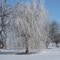 Frost covered weeping willow near Sidney, IL