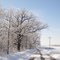 hoary oak 13 Feb. 2010