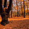 Fall Contrast