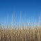 Marsh