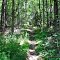 Trail Through the Pines