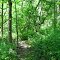 Blazed Trail Through the Briars
