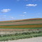 Field