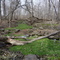 Wild Watercress at Silver Springs