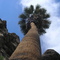 Palm Tree