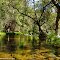Mill Flat Creek