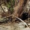 Rattlesnake at Kings River