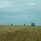 Cotton Harvesting, San Joaquin Valley, CA