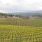 Near Yountville CA