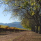 dolce autunno in Napa Valley
