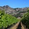 Award Winning Vines of Stag's Leap District, Napa Valley, California