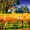 Fall Colors at the Franciscan Winery Napa Rutherford CA