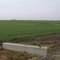 Farmland on Manning Avenue (View Southwest)