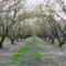 Almond Orchard in Bloom