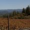 Fall Vineyard in Pleasant Valley