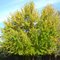 Green Tree Turning Yellow
