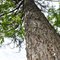 Tree with holes -- or -- One Holey Tree