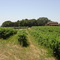 DK Cellars, Fairplay, California