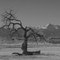 Tree and Longs Peak